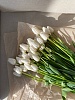 Белых классические тюльпаны 