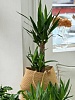 Декоративнолистное растение "Юкка 2Д"
