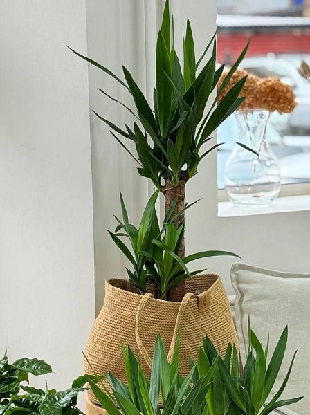 Декоративнолистное растение "Юкка 2Д"