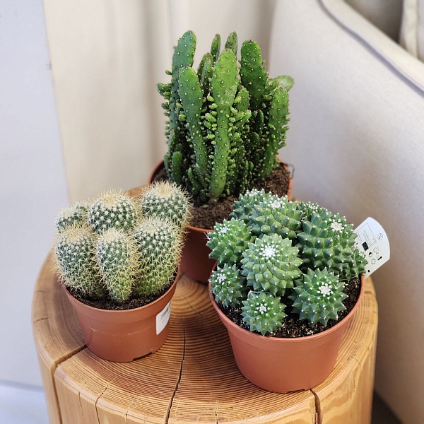 Комнатное растение "Кактус Микс"