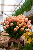 Тюльпан классический лососевый "Mango Charm"