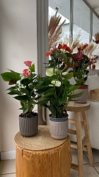 Горшечное растение "Антуриум" микс