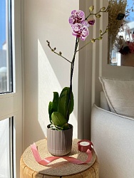 "Орхидея Фаленопсис" (розово-фиолетовый микс) 1 стрелка