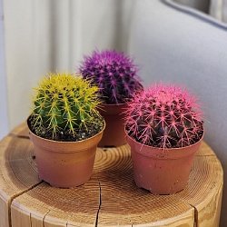 Горшечное растение "Эхинокактус Грузони"