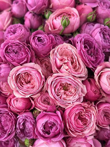 АКЦИЯ. Букет из 31 кустовой розы "Розовая мечта"