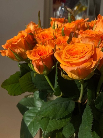 Роза Россия оранжевая 50-60 см (АКЦИЯ)