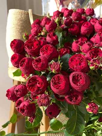 Кустовая бордовая роза "Maroon"