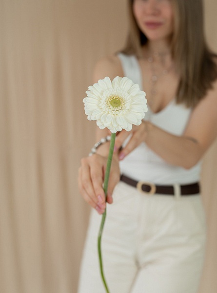 Мини гербера белая