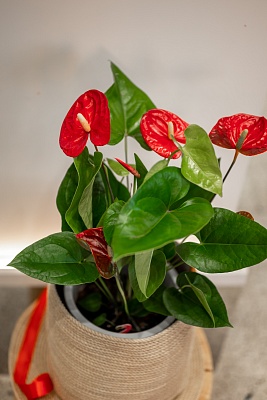 Горшечное растение "Антуриум" (красный)