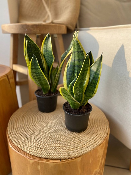 Сансевиерия