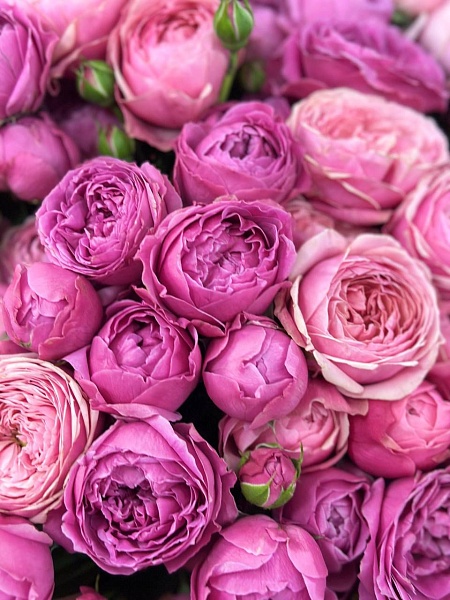 АКЦИЯ. Букет из 31 кустовой розы "Розовая мечта"