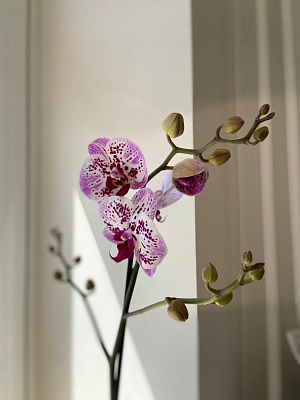 "Орхидея Фаленопсис" (розово-фиолетовый микс) 1 стрелка в горшке