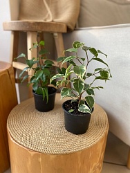 Фикус "Голден Кинг"