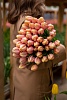 Тюльпан классический лососевый "Mango Charm"