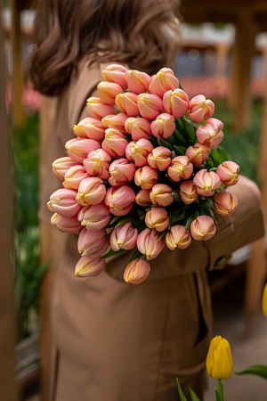 Тюльпан классический лососевый "Mango Charm"