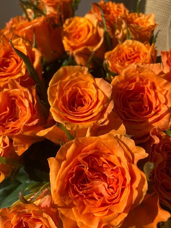 Роза Россия оранжевая 50-60 см (АКЦИЯ)