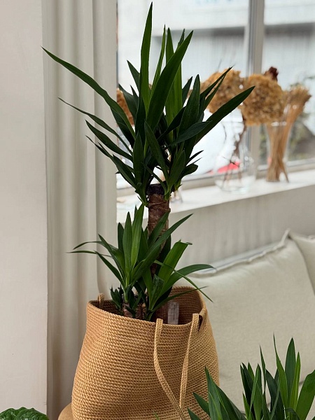 Декоративнолистное растение "Юкка 2Д"