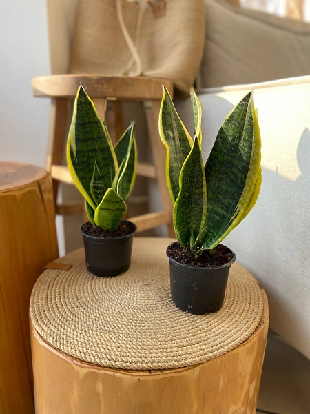 Сансевиерия