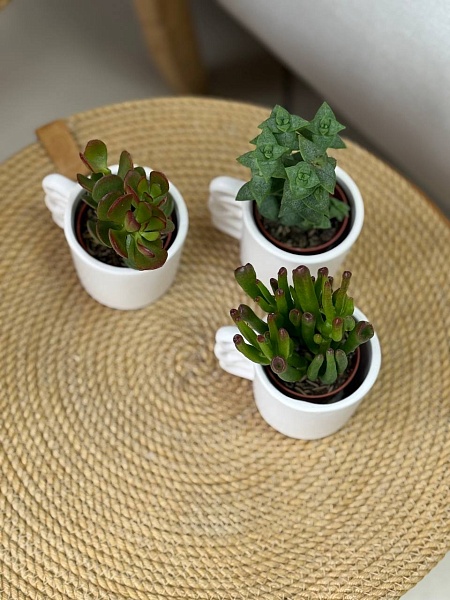 Крассула в керамическом кашпо 