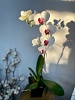 Орхидея "Фаленопсис" 1 стрелка