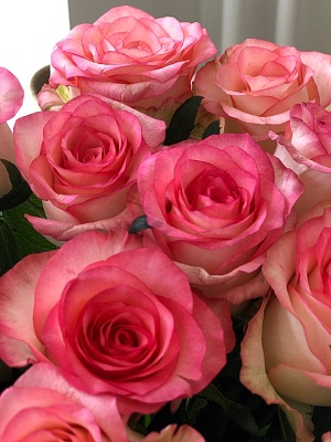 Роза Россия розовая 60 см (АКЦИЯ) 