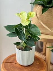 Антуриум "Ванилла"