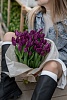 Фиолетовых классические тюльпаны "Purple lady "