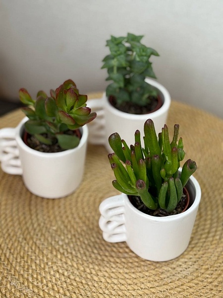 Крассула в керамическом кашпо 
