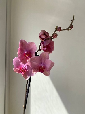 "Орхидея Фаленопсис" (розово-фиолетовый микс) 1 стрелка в горшке