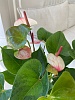 Горшечное растение "Антуриум" (бело-розовый)