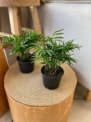 Комнатное растение "Хамедорея"