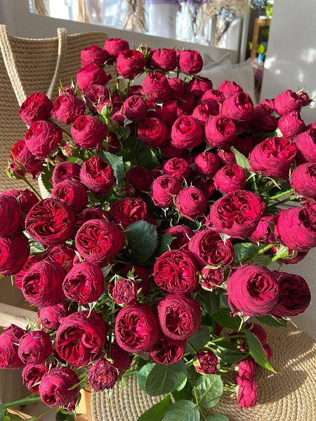 Кустовая бордовая роза "Maroon"