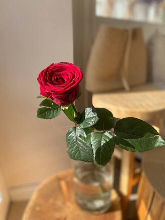 Роза Россия красная 60 см (АКЦИЯ)