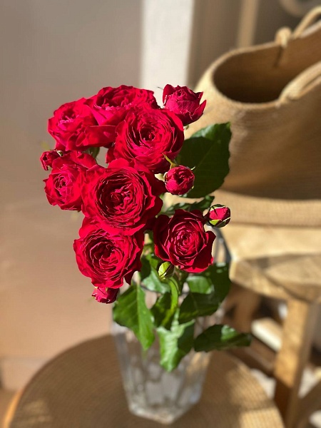 Роза "Скарлет Дименшен" кустовая пионовидная