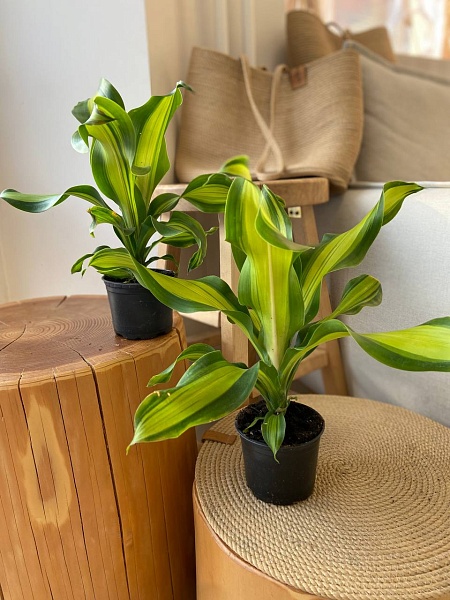 Комнатное растение "Драцена"