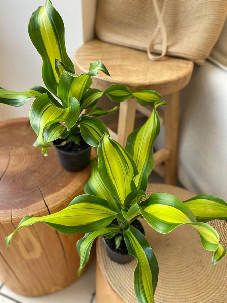 Комнатное растение "Драцена"