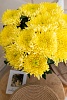 Жёлтая одноголовая хризантема 