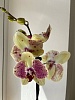 "Орхидея Фаленопсис" (яркий микс) 1 стрелка