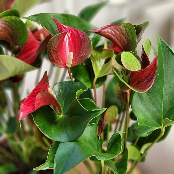 Горшечное растение "Антуриум Динамит Рэд"